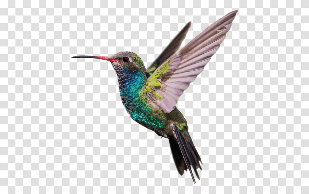 Hummingbird, Animal, Bee Eater Transparent Png