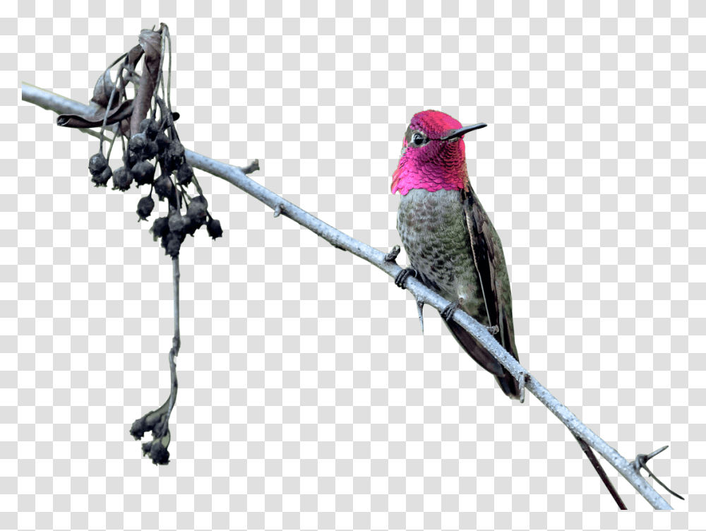 Hummingbird, Animal, Bee Eater Transparent Png