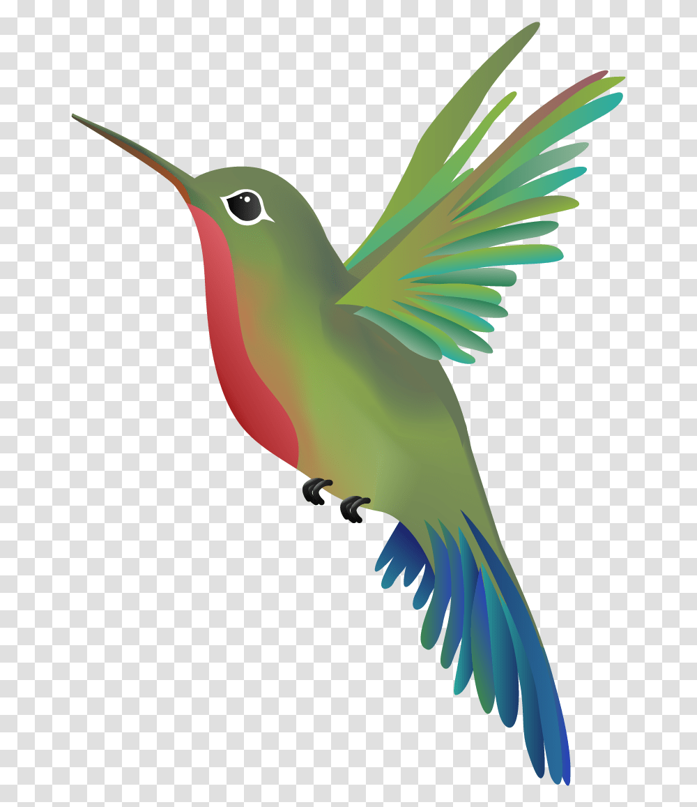 Hummingbird, Animal, Parrot, Beak, Parakeet Transparent Png