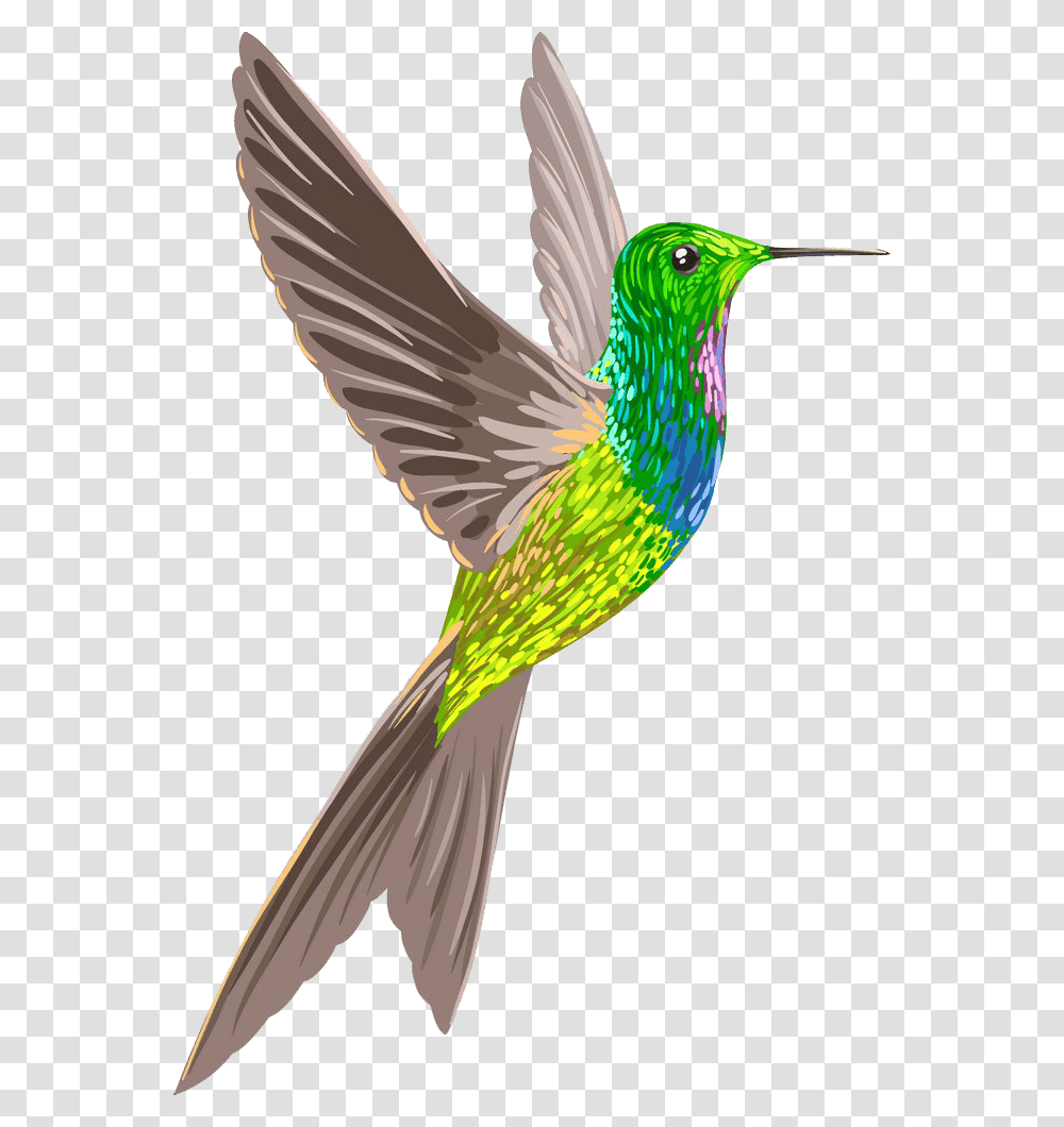 Hummingbird, Animals, Beak, Dove, Pigeon Transparent Png