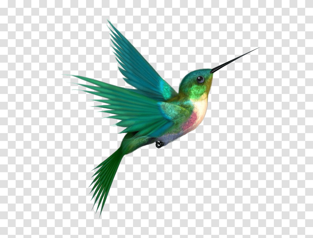 Hummingbird, Animals, Bee Eater, Beak, Flying Transparent Png