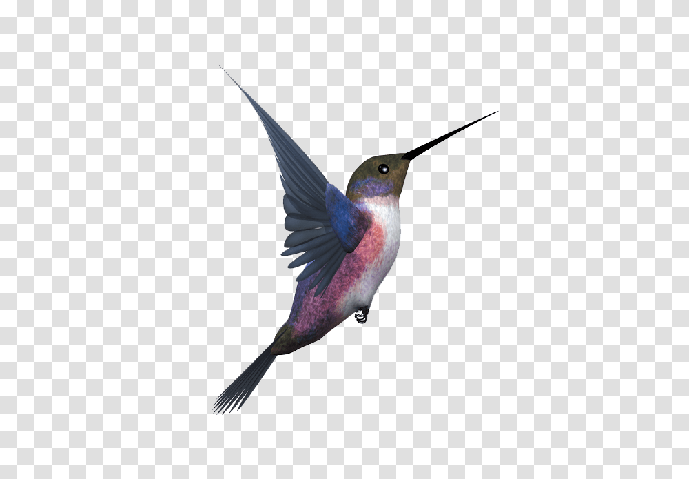 Hummingbird, Animals, Bee Eater, Beak, Flying Transparent Png