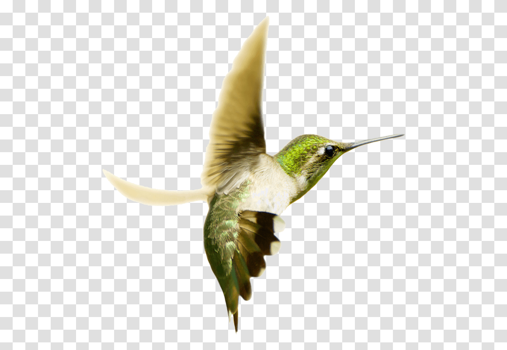 Hummingbird, Animals, Bee Eater, Beak Transparent Png