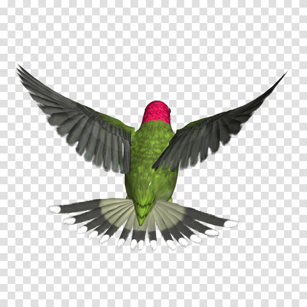 Hummingbird, Animals, Bee Eater, Blackbird, Agelaius Transparent Png