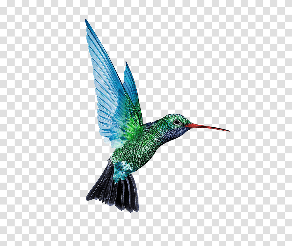 Hummingbird, Animals, Bee Eater, Flying, Beak Transparent Png