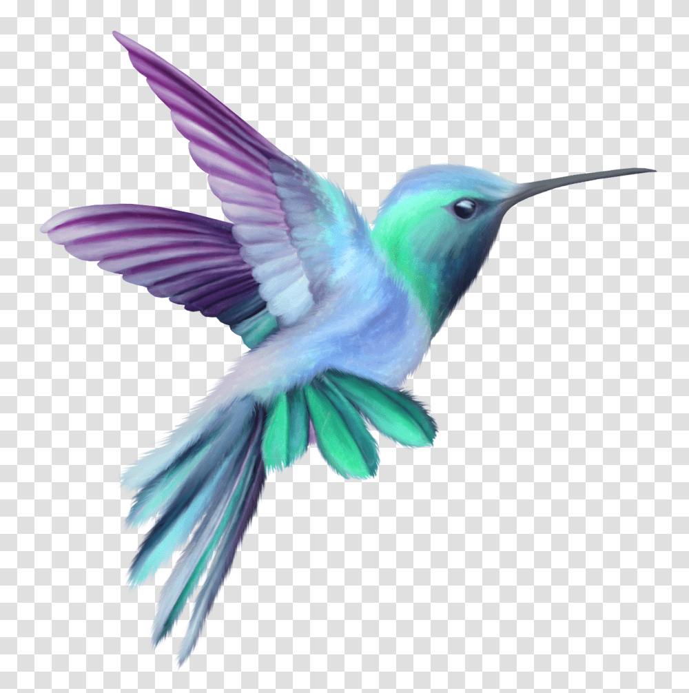 Hummingbird, Animals, Bee Eater, Flying, Jay Transparent Png