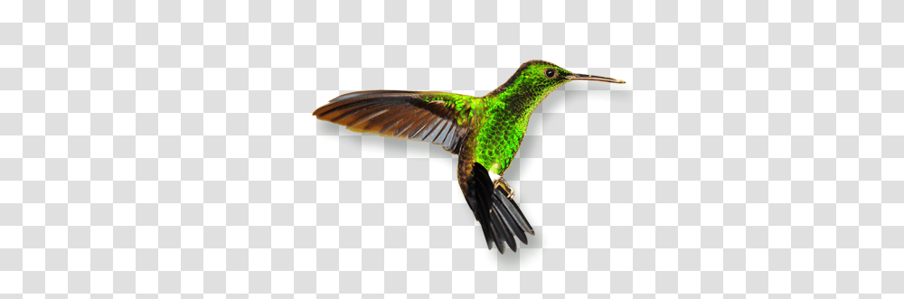 Hummingbird, Animals, Bee Eater, Flying Transparent Png