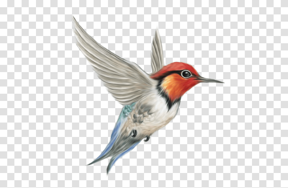 Hummingbird, Animals, Bee Eater, Flying Transparent Png