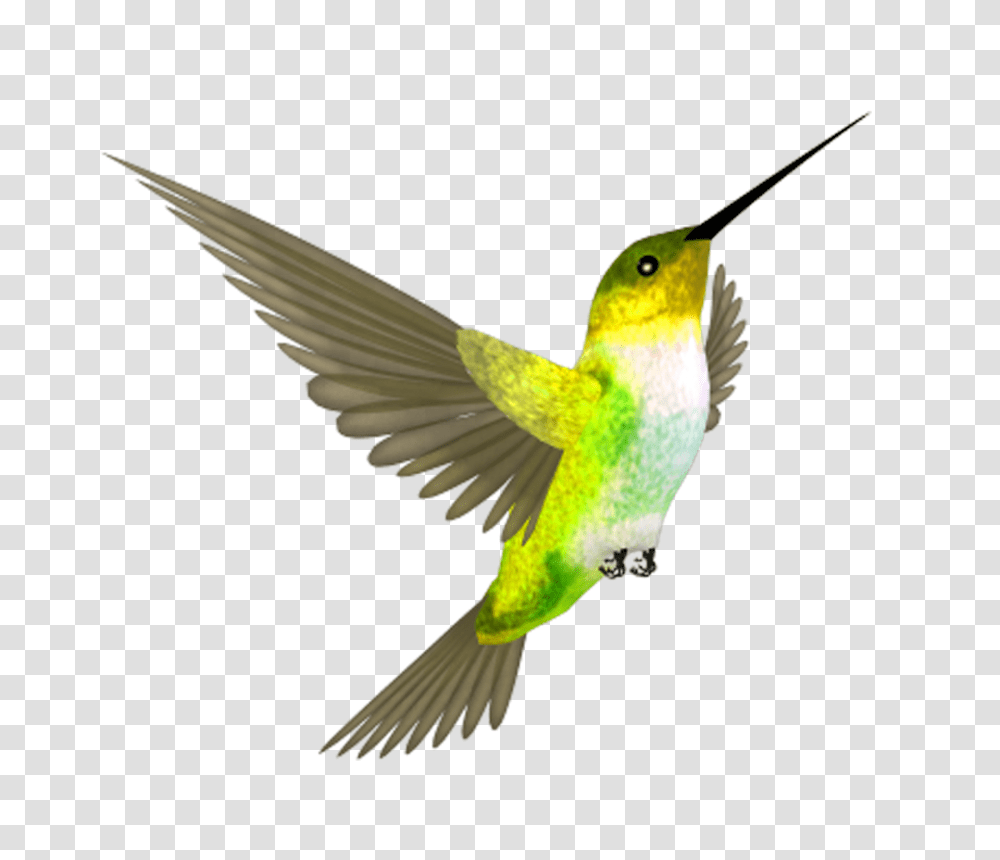 Hummingbird, Animals, Bee Eater, Flying Transparent Png