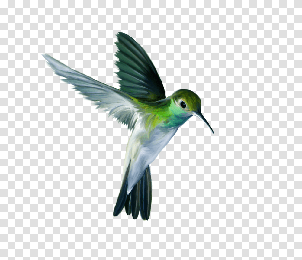 Hummingbird, Animals, Bee Eater, Flying Transparent Png