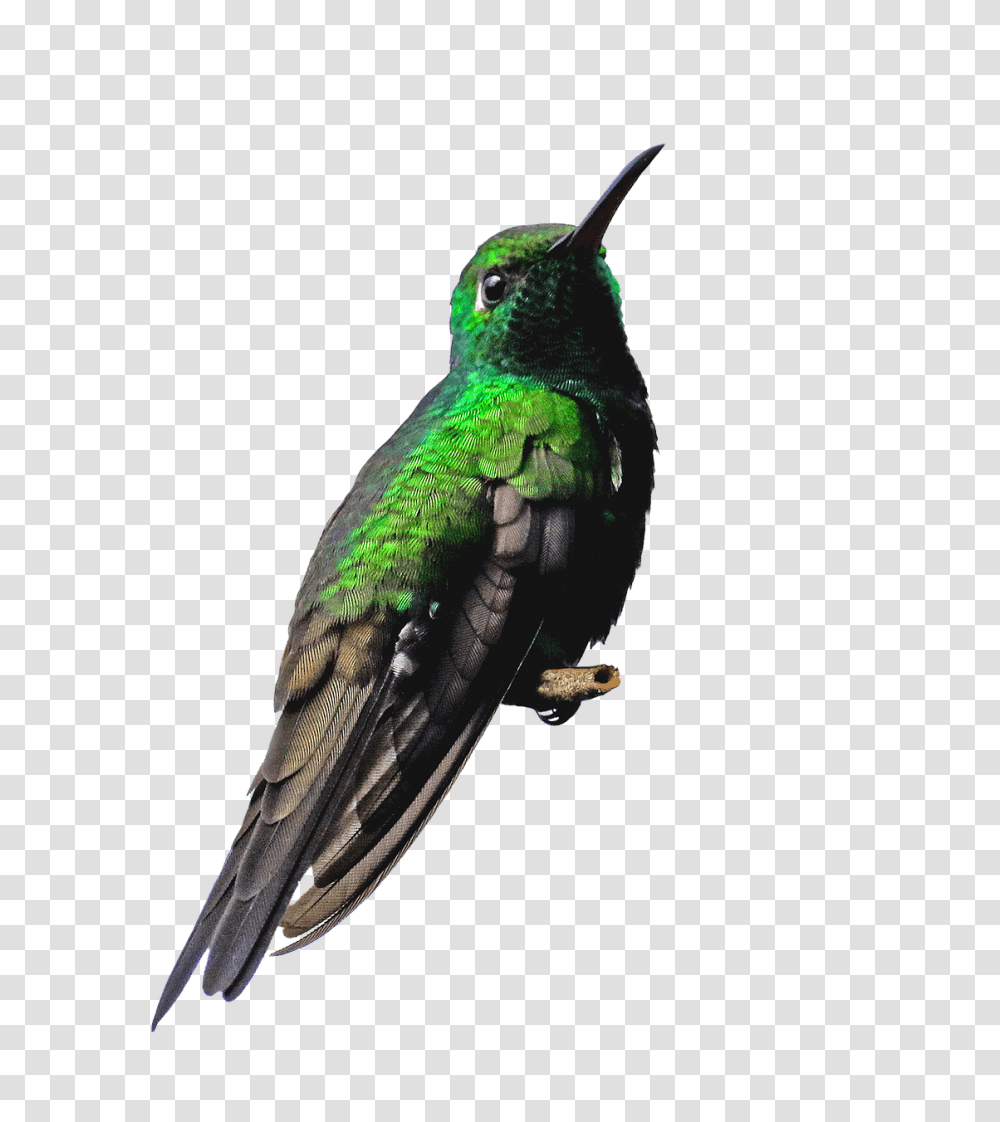 Hummingbird, Animals, Bee Eater, Insect, Invertebrate Transparent Png