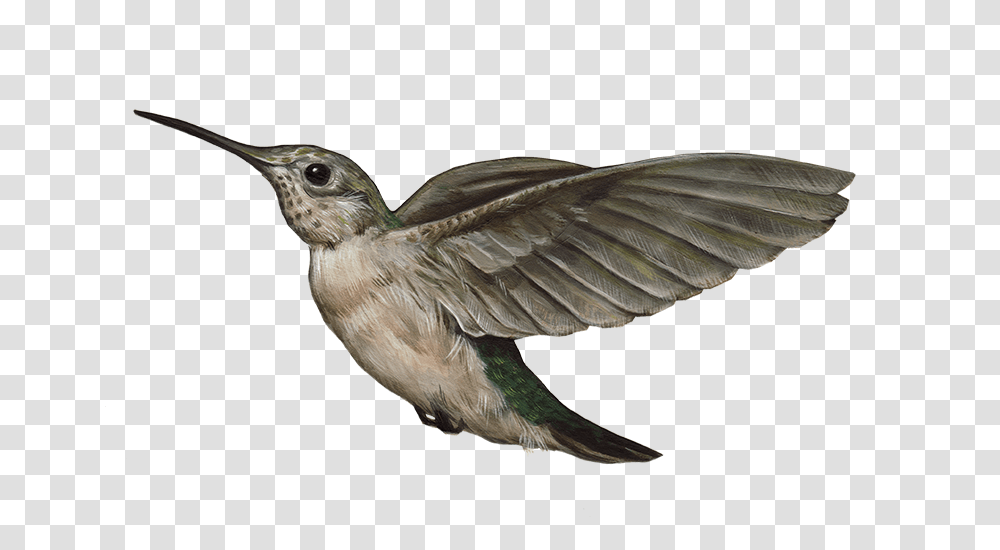 Hummingbird, Animals, Bee Eater, Jay, Beak Transparent Png