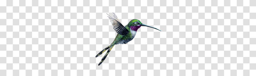 Hummingbird, Animals, Bee Eater Transparent Png