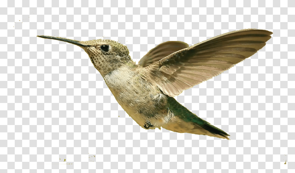 Hummingbird, Animals, Bee Eater Transparent Png