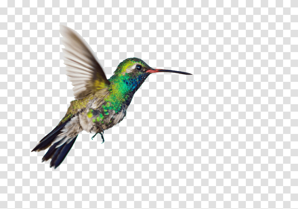 Hummingbird, Animals, Bee Eater Transparent Png