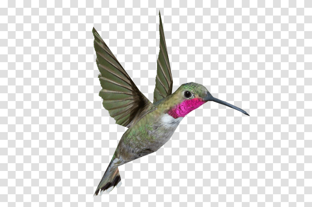 Hummingbird, Animals, Bee Eater Transparent Png