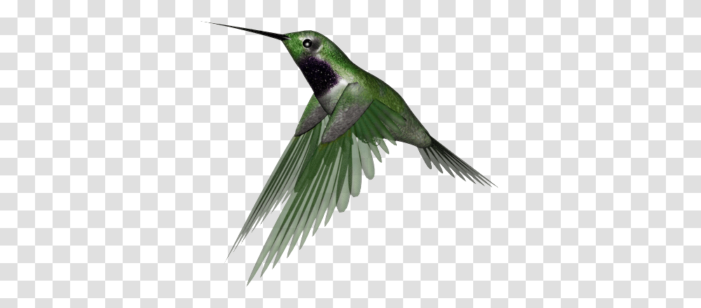 Hummingbird, Animals, Bee Eater Transparent Png