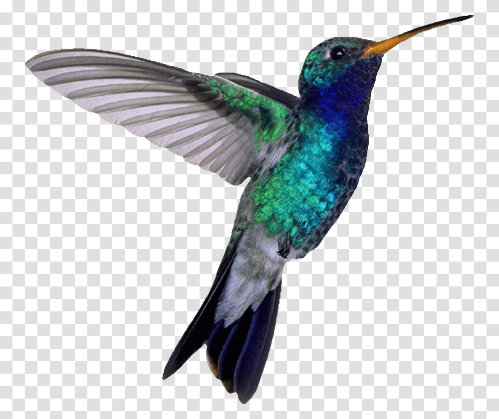 Hummingbird, Animals, Bee Eater Transparent Png