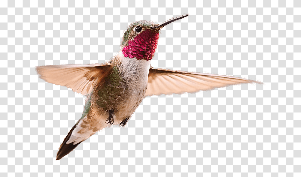 Hummingbird, Animals, Bee Eater Transparent Png