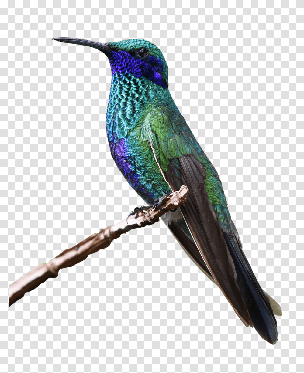 Hummingbird, Animals, Bee Eater Transparent Png