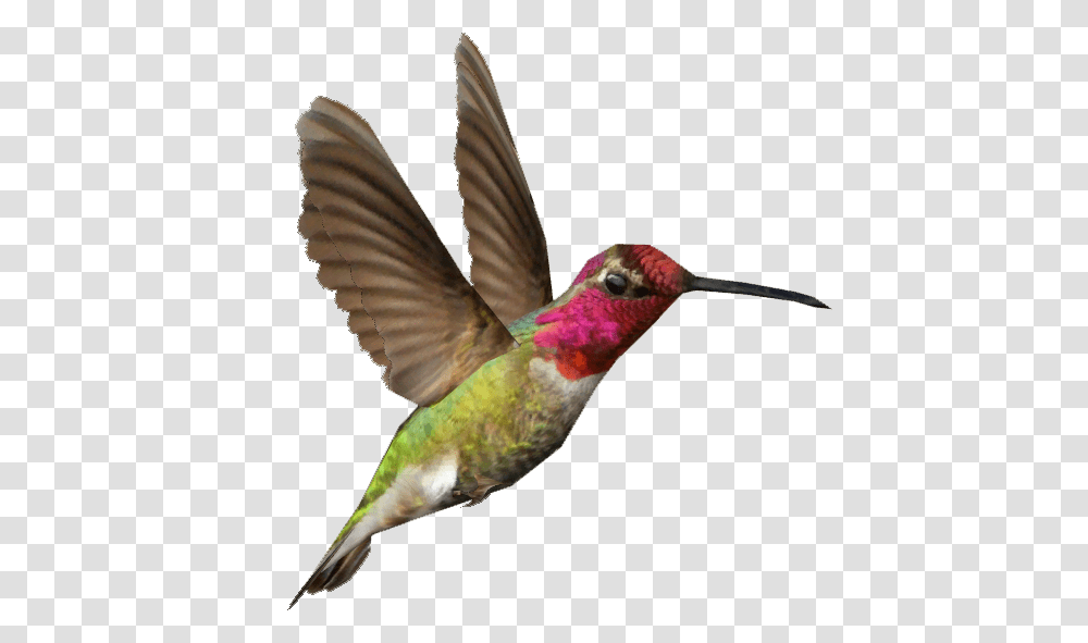 Hummingbird, Animals, Bee Eater Transparent Png