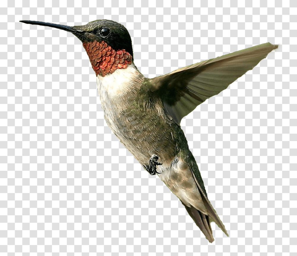 Hummingbird, Animals, Bee Eater Transparent Png