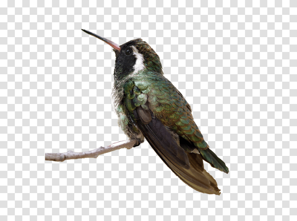 Hummingbird, Animals, Bee Eater Transparent Png