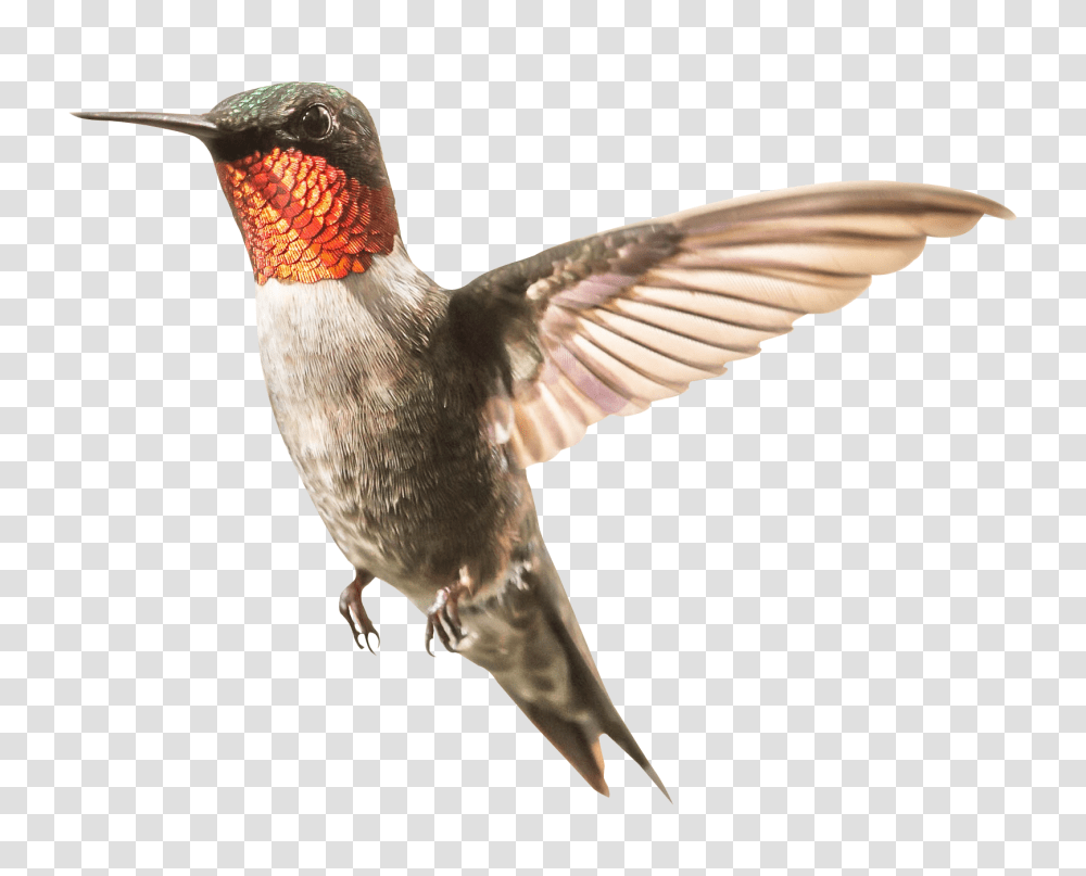Hummingbird, Animals, Bee Eater Transparent Png