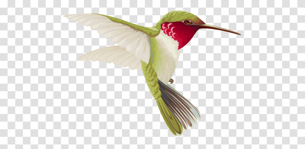 Hummingbird, Animals, Flying, Bee Eater Transparent Png