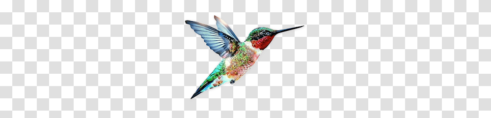 Hummingbird, Animals, Flying Transparent Png