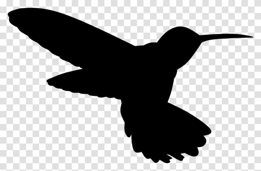 Hummingbird, Animals, Gray, World Of Warcraft Transparent Png