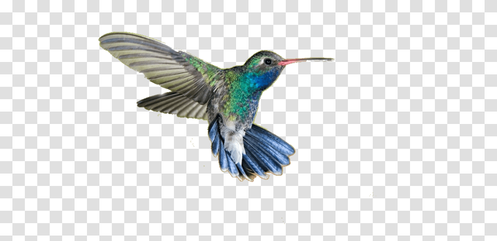 Hummingbird, Animals, Jay, Bee Eater, Blue Jay Transparent Png