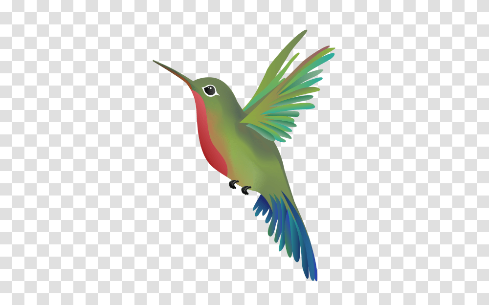 Hummingbird, Animals, Parrot, Beak, Bee Eater Transparent Png