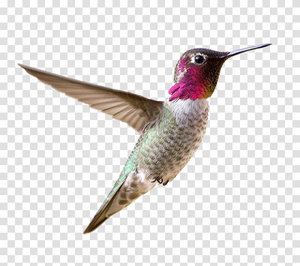 Hummingbird, Animals Transparent Png