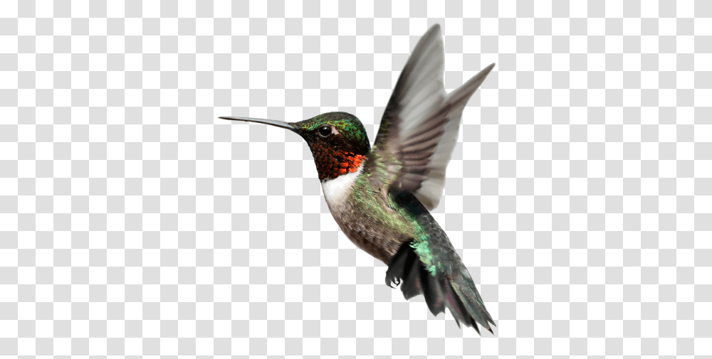 Hummingbird, Animals Transparent Png