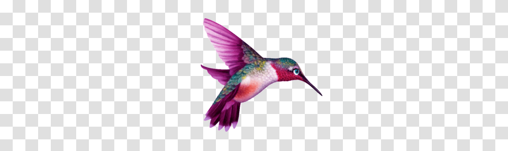 Hummingbird, Animals Transparent Png