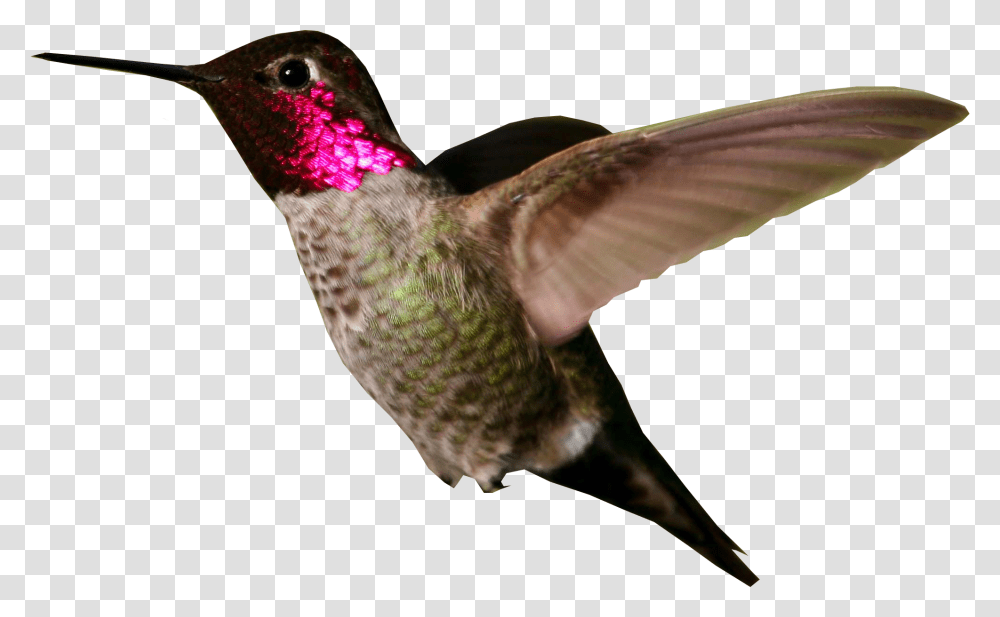 Hummingbird, Animals Transparent Png