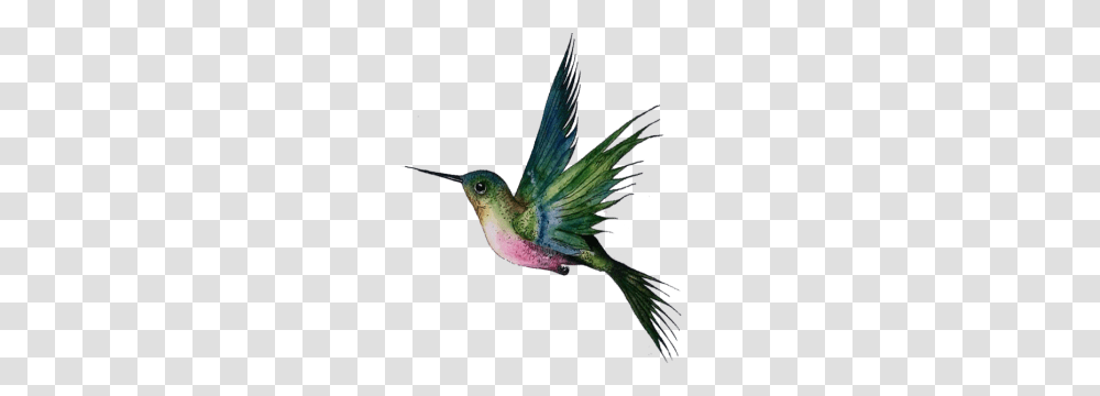 Hummingbird, Animals Transparent Png