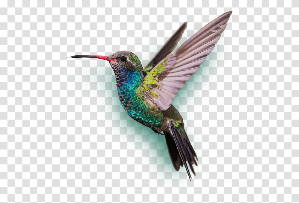 Hummingbird, Animals Transparent Png