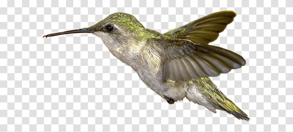 Hummingbird, Animals Transparent Png