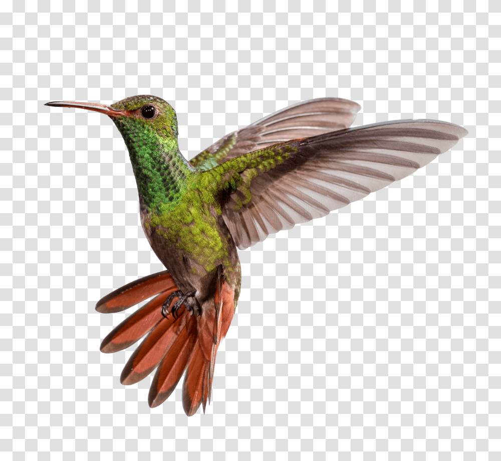 Hummingbird, Animals Transparent Png