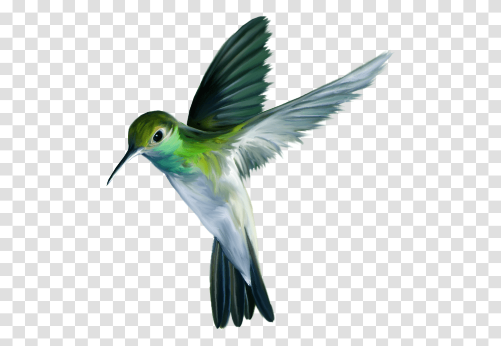 Hummingbird Art Picture Birds, Animal, Bee Eater, Flying Transparent Png