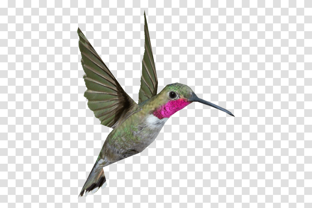 Hummingbird Background Image Ruby Throated Hummingbird, Animal, Bee Eater Transparent Png