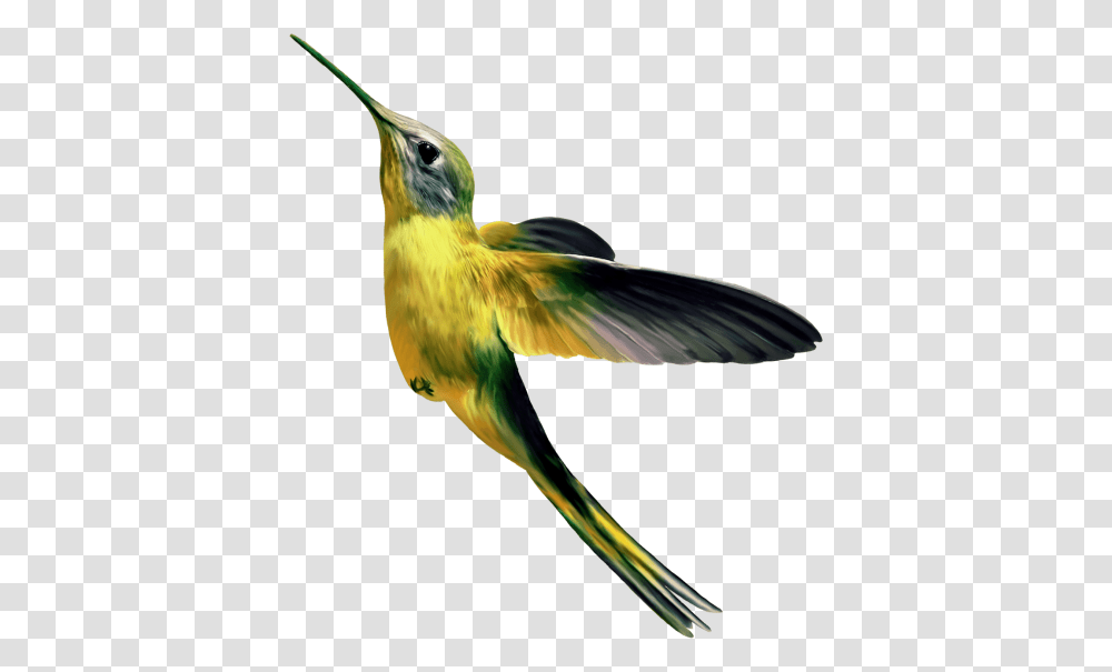 Hummingbird, Bee Eater, Animal, Beak Transparent Png