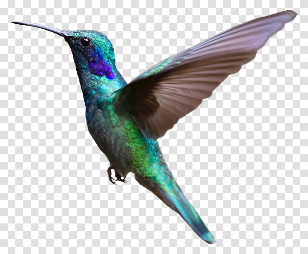 Hummingbird Bird Flight Clip Art Bird Flying With Background, Animal, Bee Eater Transparent Png