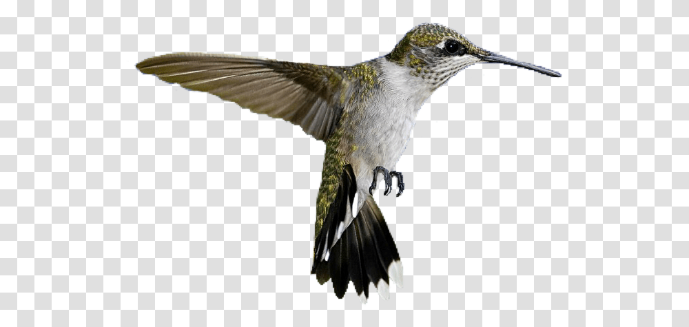 Hummingbird Bird Pngs Lovelypngs Usewithcredit Fre Hummingbirds, Animal, Bee Eater Transparent Png