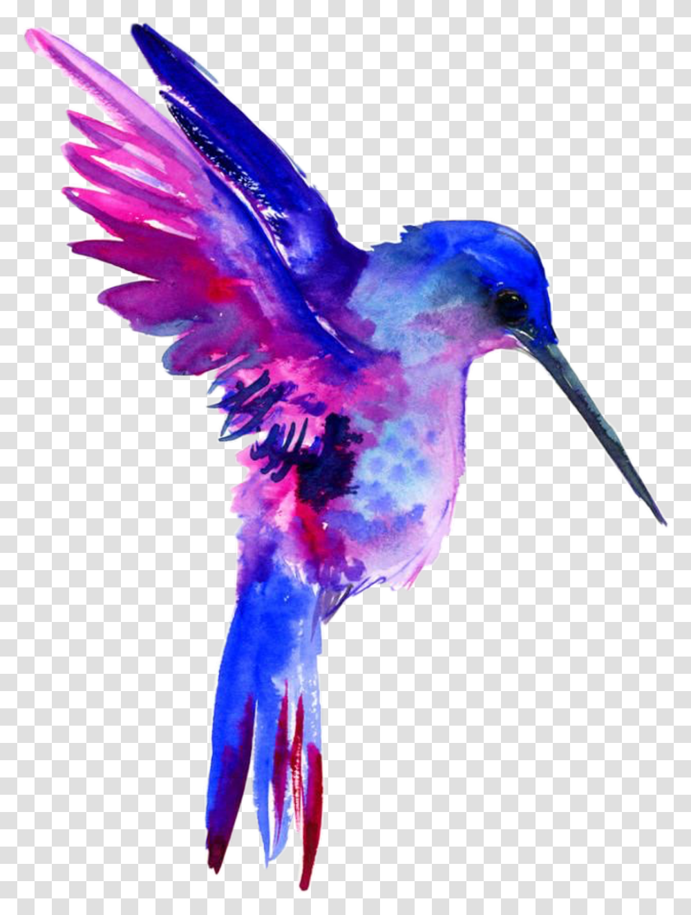redden roem kopen Hummingbird Clipart Free Dibujos Con Acuarelas De Colibri, Animal, Flying  Transparent Png – Pngset.com