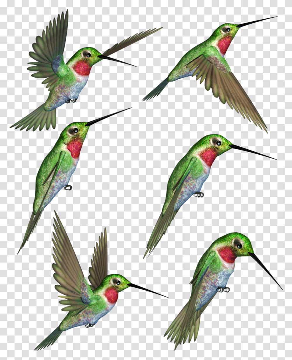 Hummingbird Clipart Humming Bird Ruby Throated Hummingbird Clipart, Animal, Bee Eater, Flying Transparent Png
