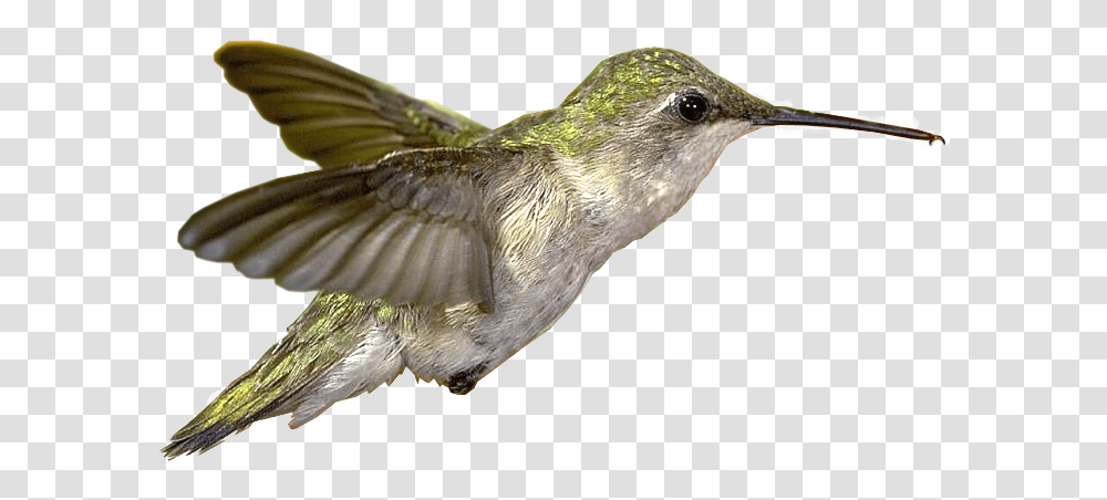 Hummingbird Clipart Hummingbird, Animal, Beak, Bee Eater, Finch Transparent Png