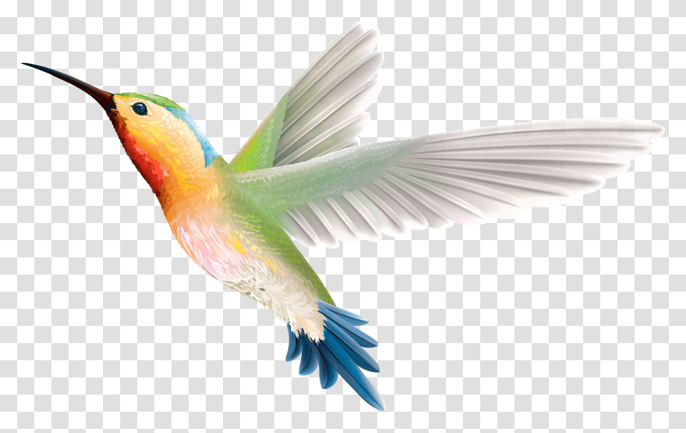 Hummingbird Clipart Hummingbird Clipart Background, Animal, Flying, Parrot Transparent Png